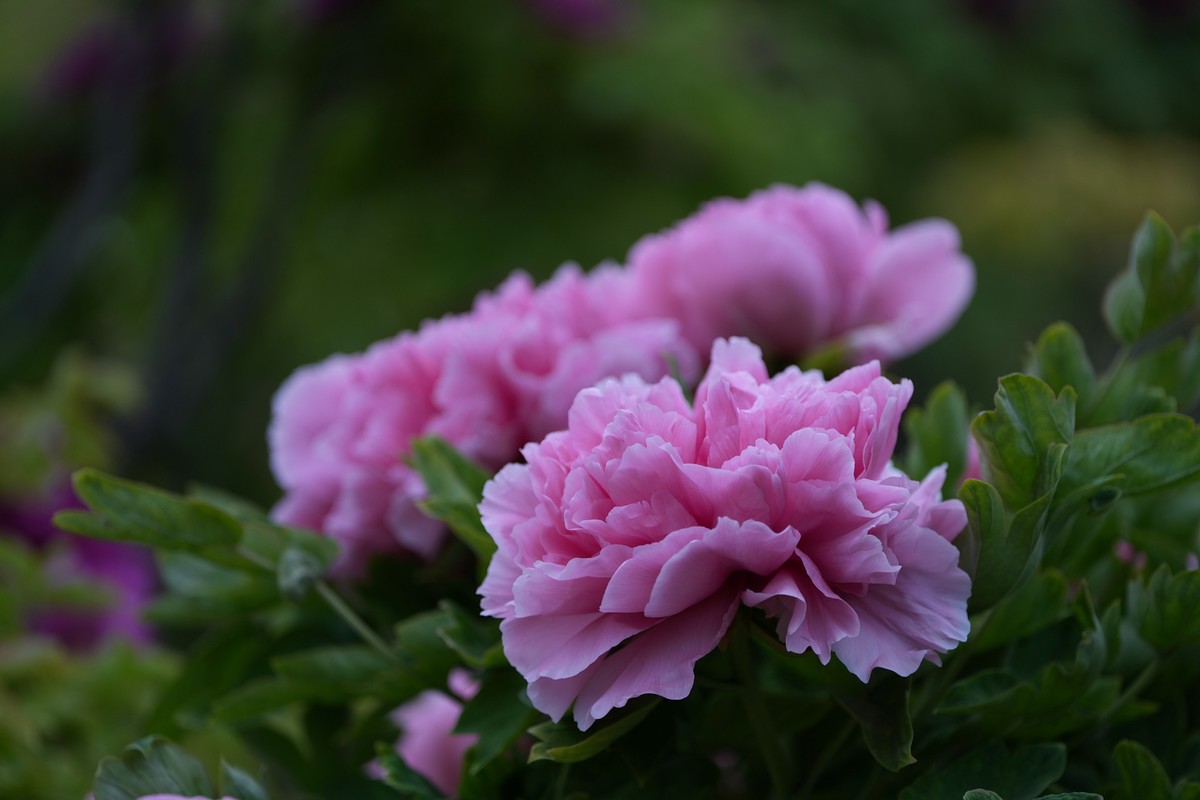 今年四月份拍的牡丹