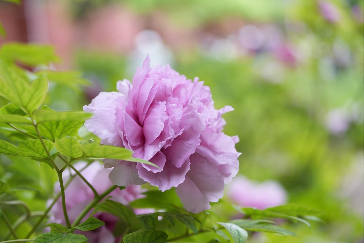 今年四月份拍的牡丹