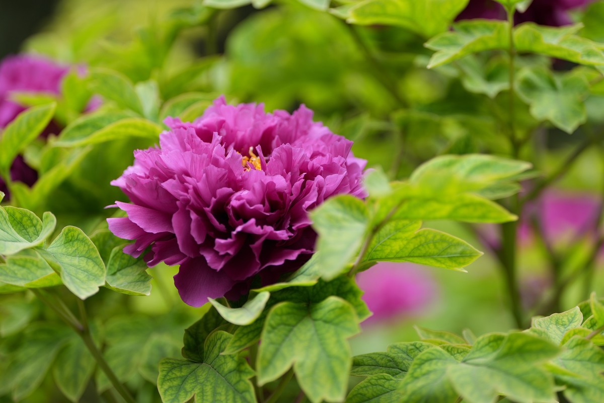 今年四月份拍的牡丹