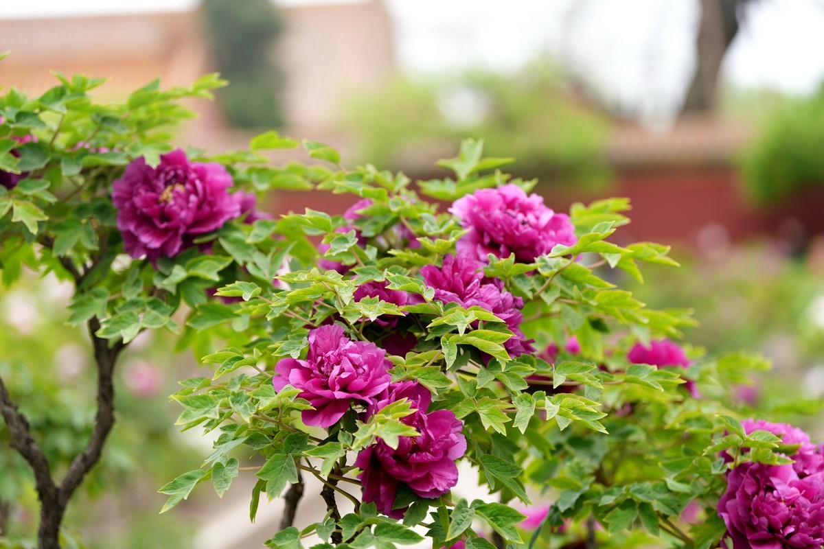 今年四月份拍的牡丹