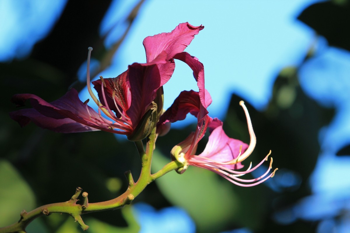 拍摄花卉一（415）