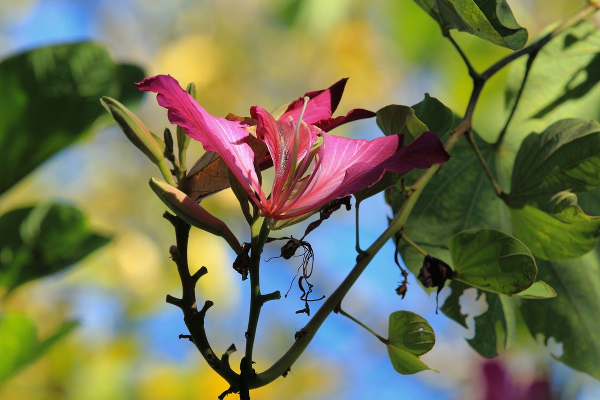拍摄花卉一（415）