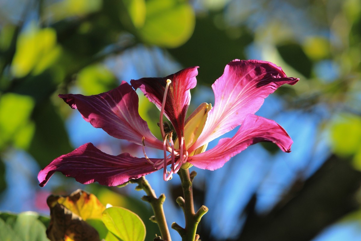 拍摄花卉一（415）