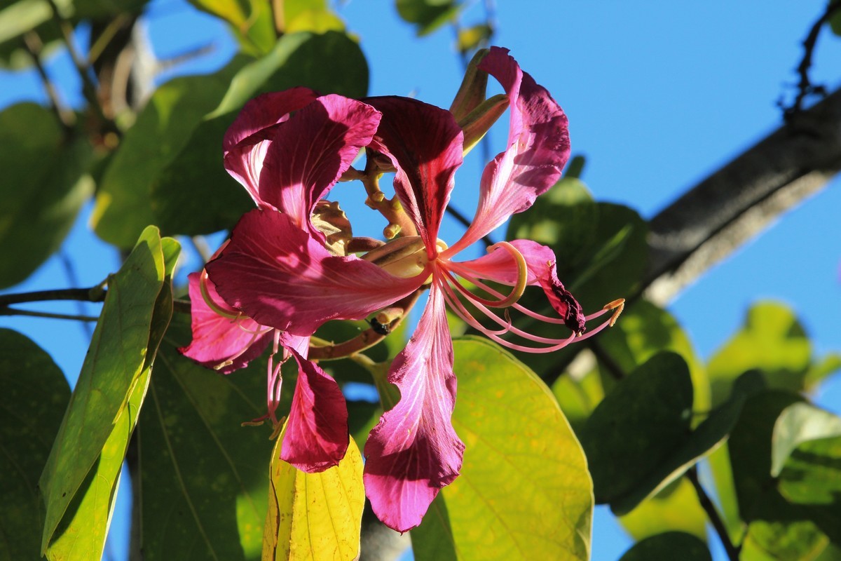 拍摄花卉一（415）