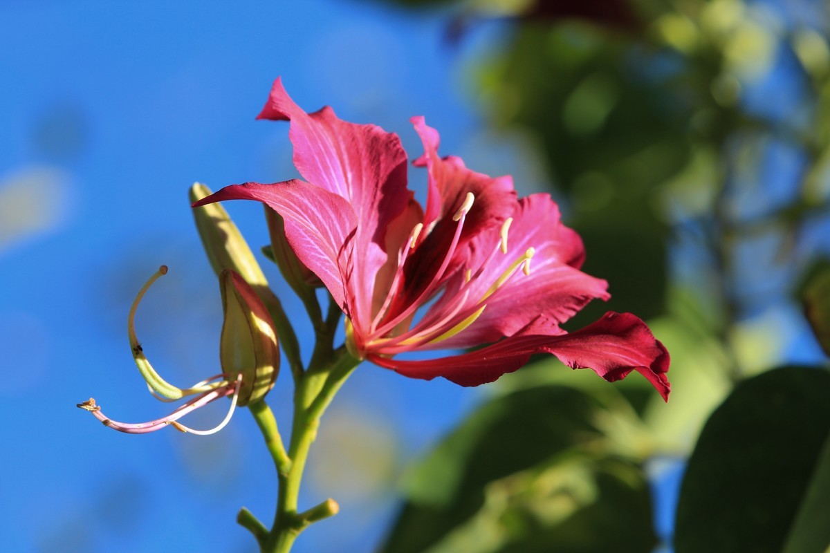 拍摄花卉一（415）