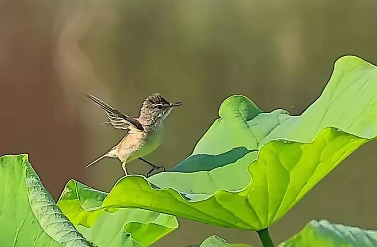 菏叶上的绿堠蜂虎[连拍]