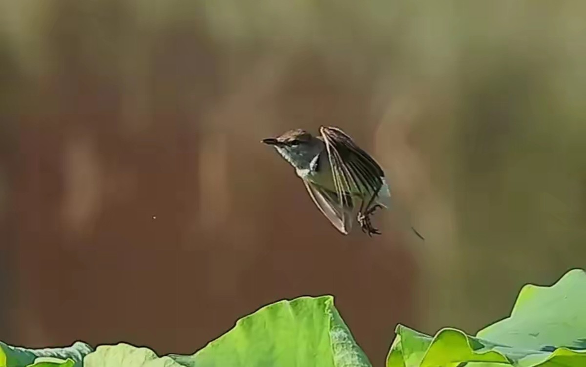 菏叶上的绿堠蜂虎[连拍]