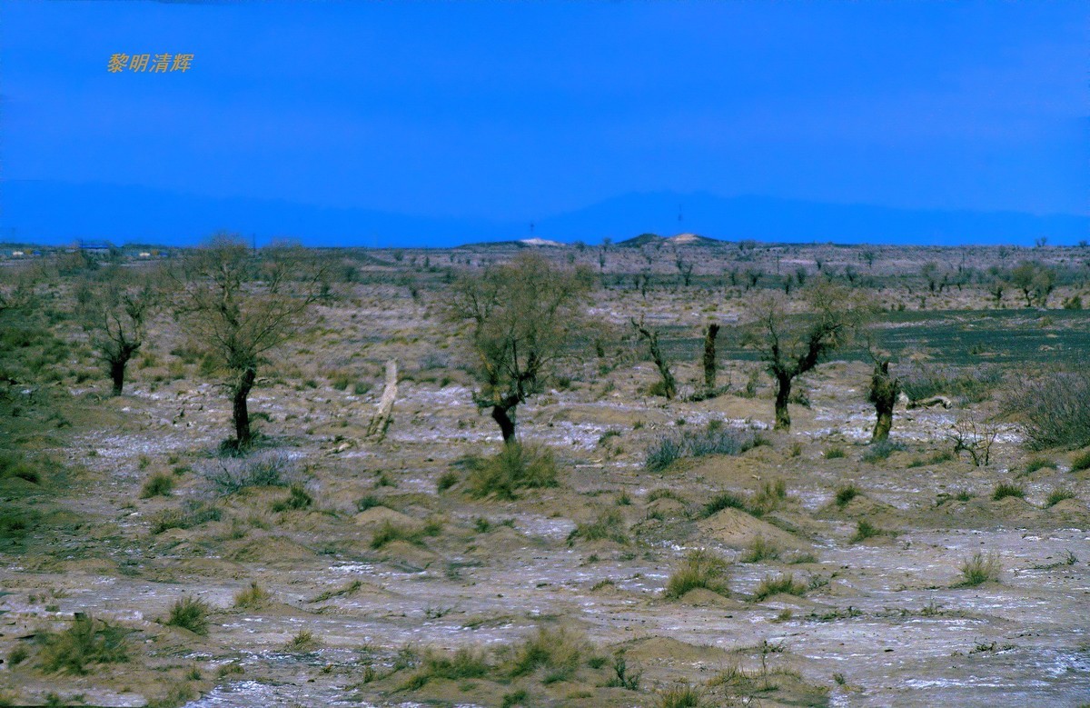 早春北疆之旅（102）：路遇胡杨林—1