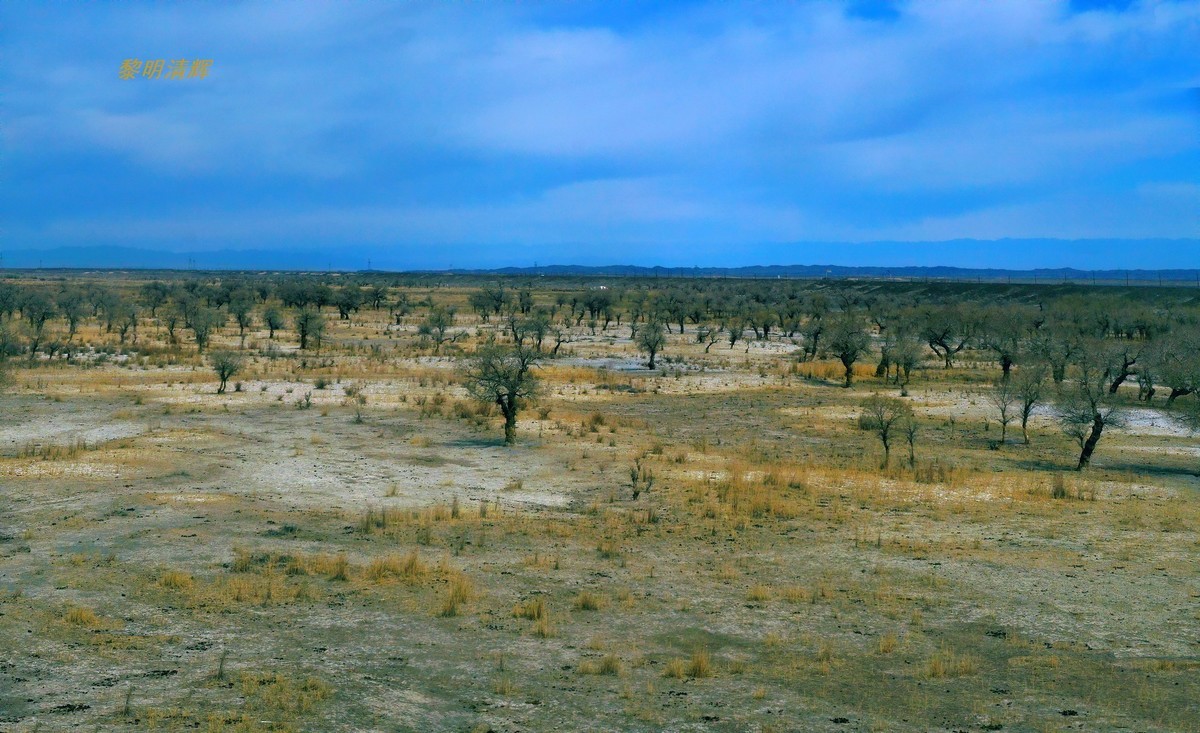 早春北疆之旅（102）：路遇胡杨林—1