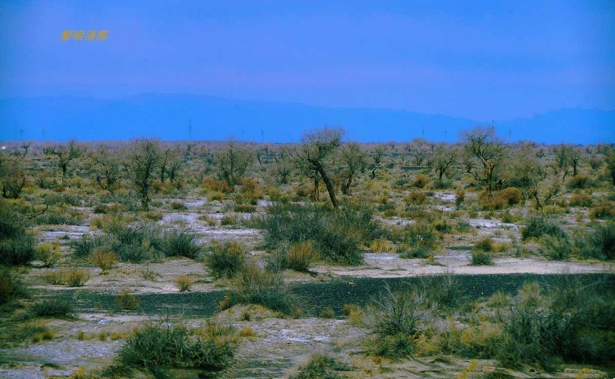 早春北疆之旅（102）：路遇胡杨林—1