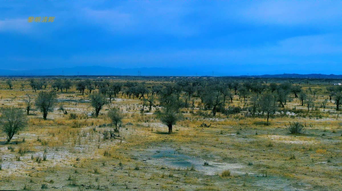 早春北疆之旅（102）：路遇胡杨林—1