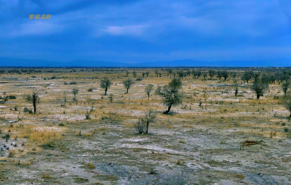 早春北疆之旅（102）：路遇胡杨林—1