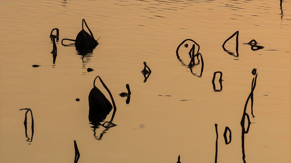 冬日荷塘别有韵