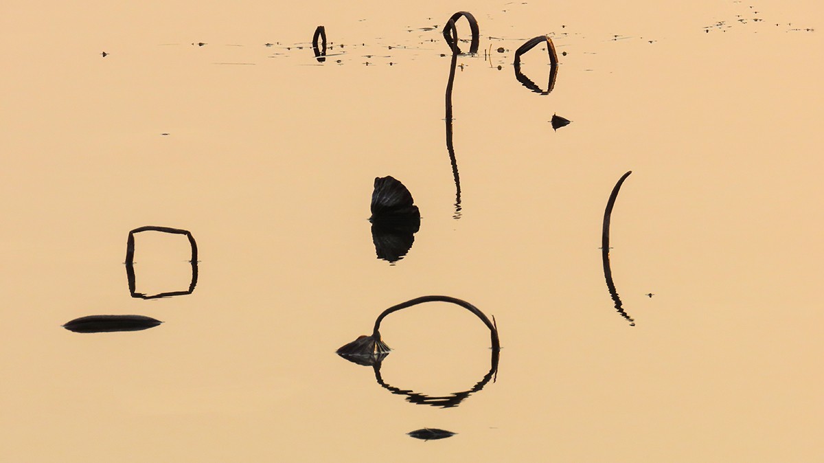 冬日荷塘别有韵