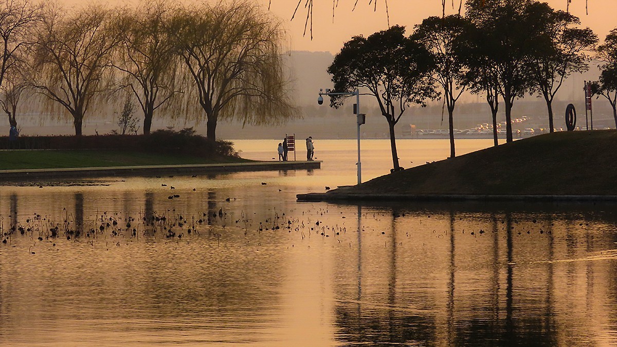 冬日荷塘别有韵