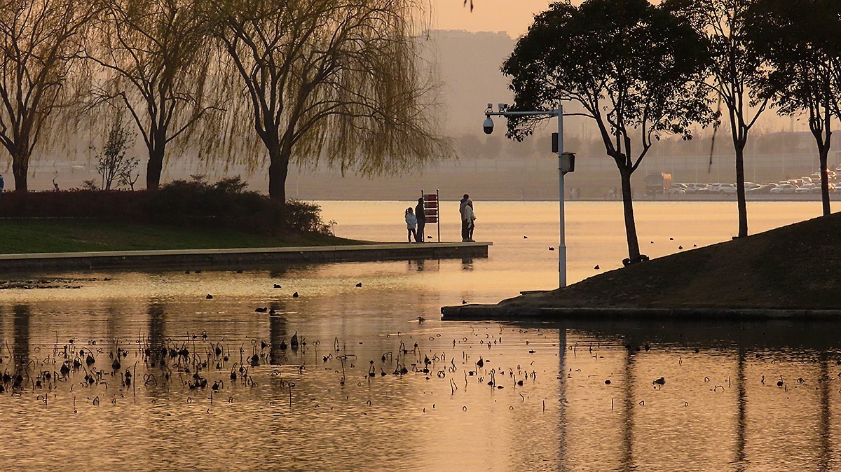 冬日荷塘别有韵
