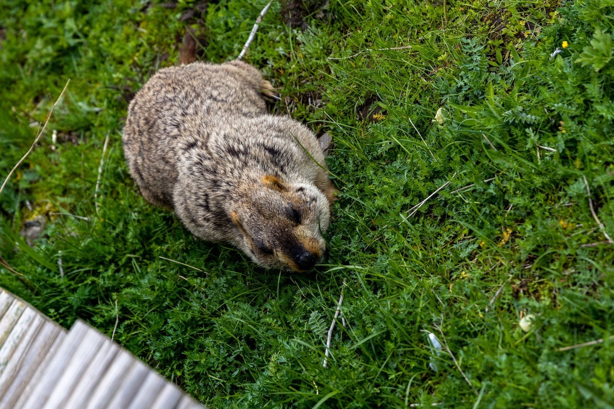 甘南旅拍——土拨鼠（4）完