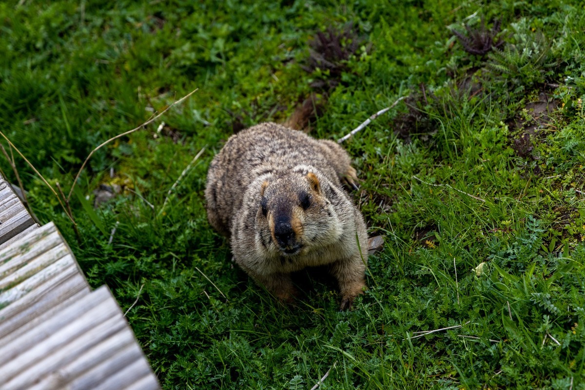 甘南旅拍——土拨鼠（4）完