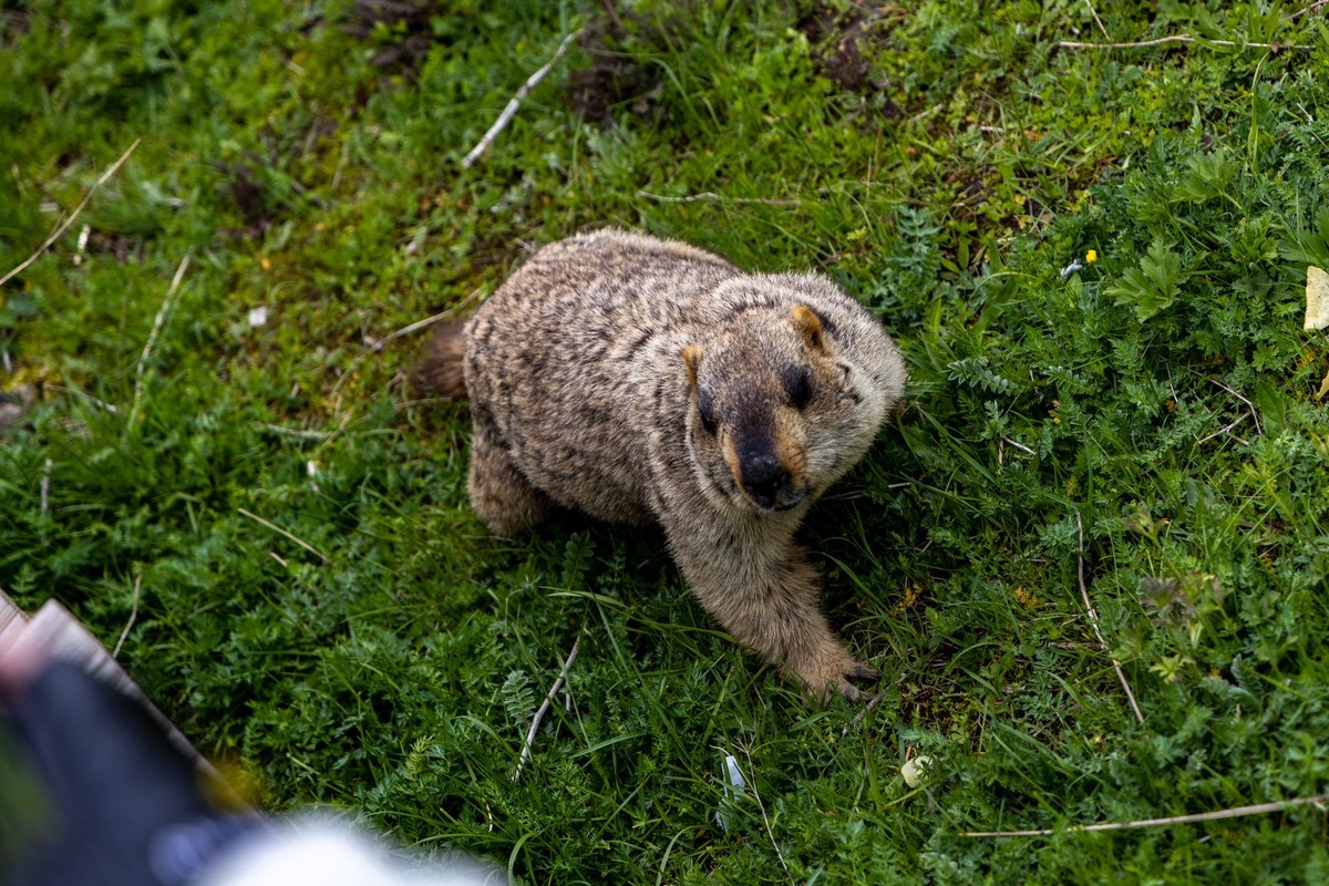 甘南旅拍——土拨鼠（4）完