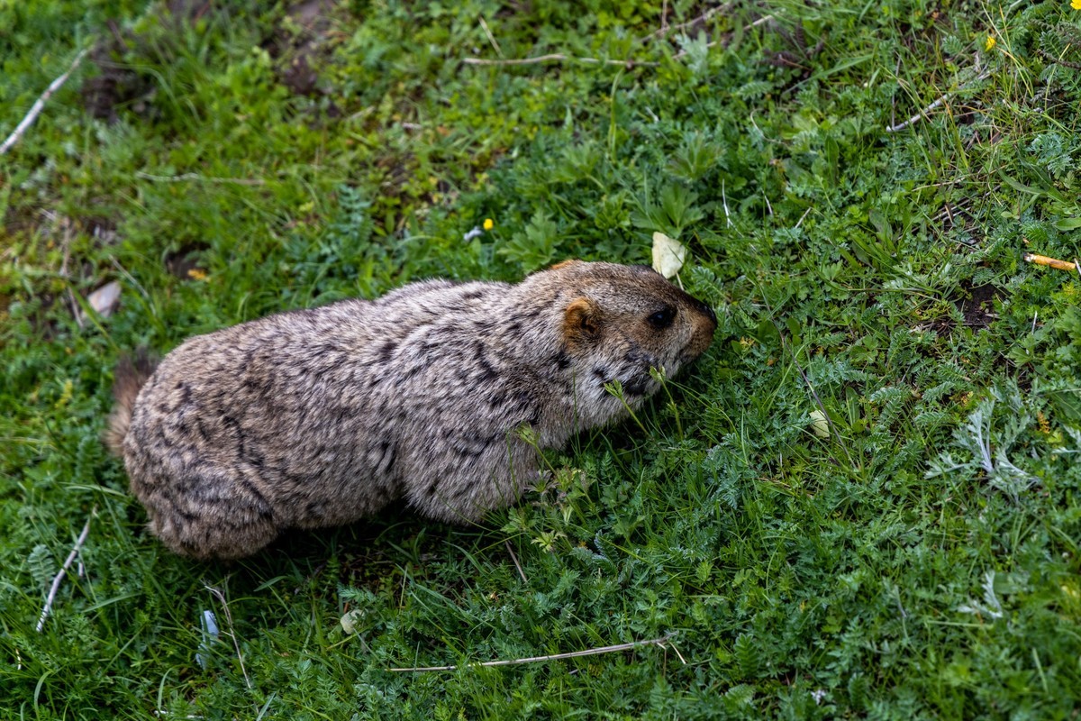 甘南旅拍——土拨鼠（4）完