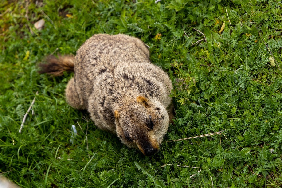 甘南旅拍——土拨鼠（4）完