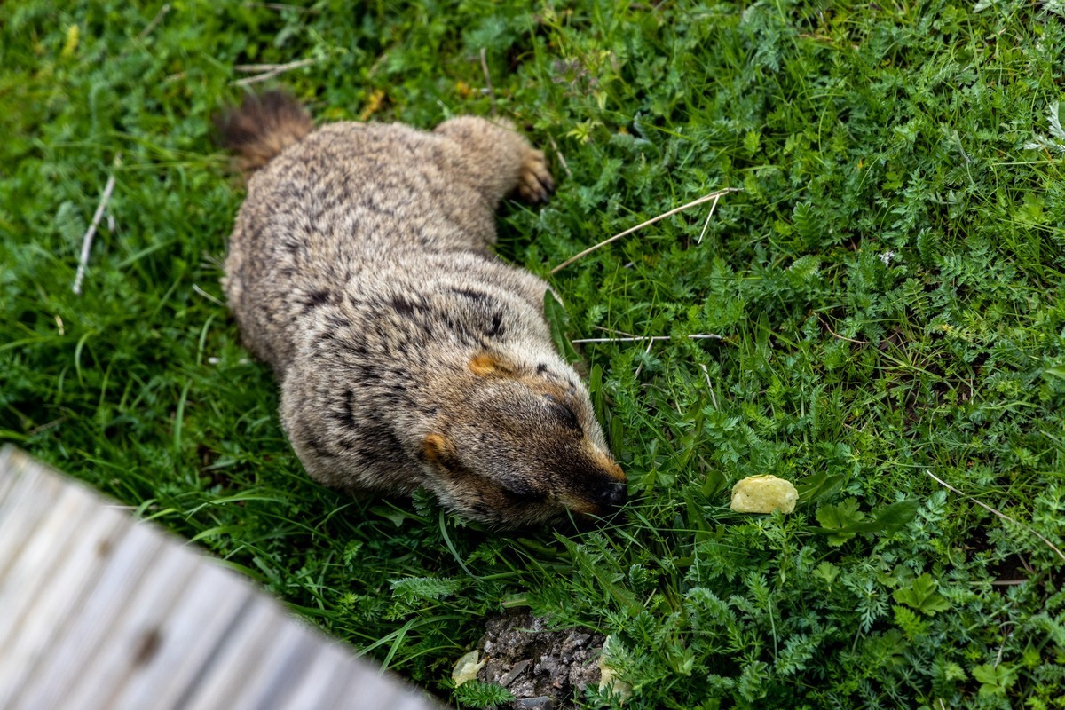 甘南旅拍——土拨鼠（4）完