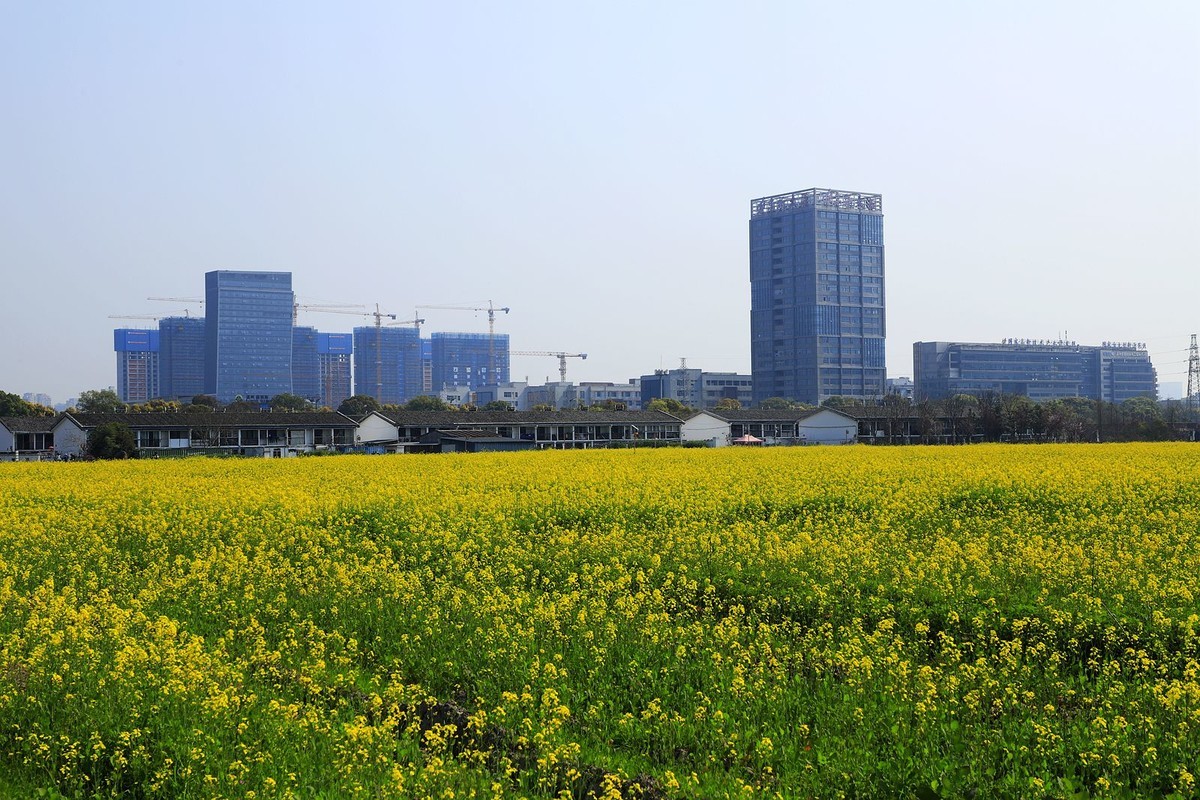 三垟湿地油菜花