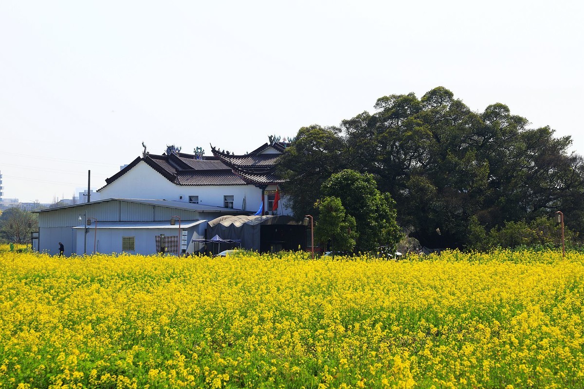 三垟湿地油菜花