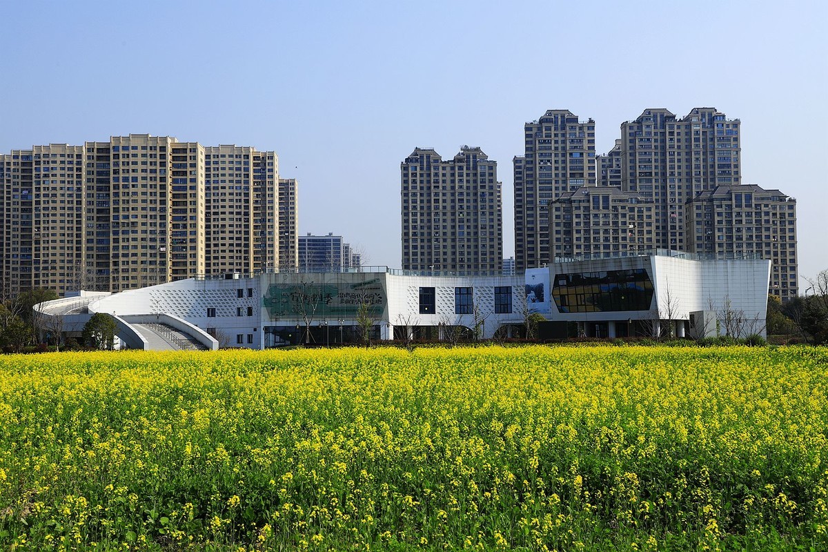 三垟湿地油菜花