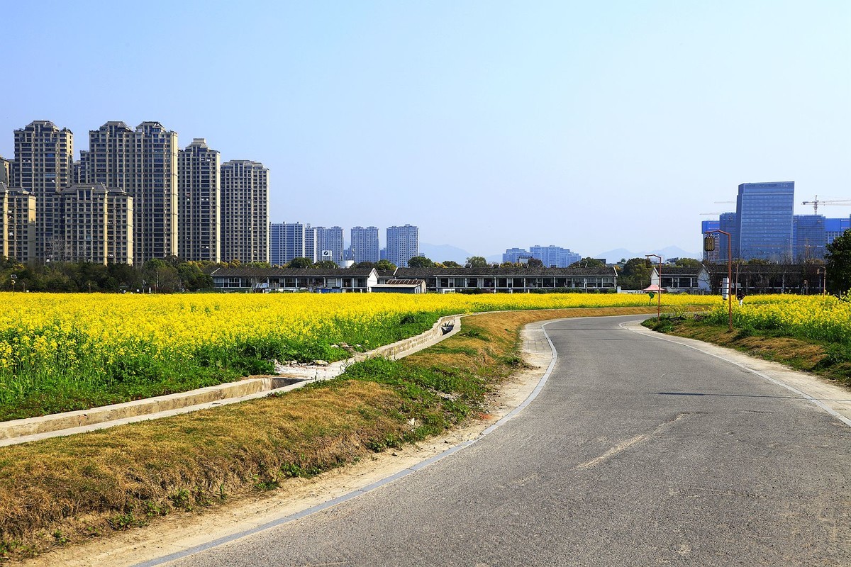 三垟湿地油菜花