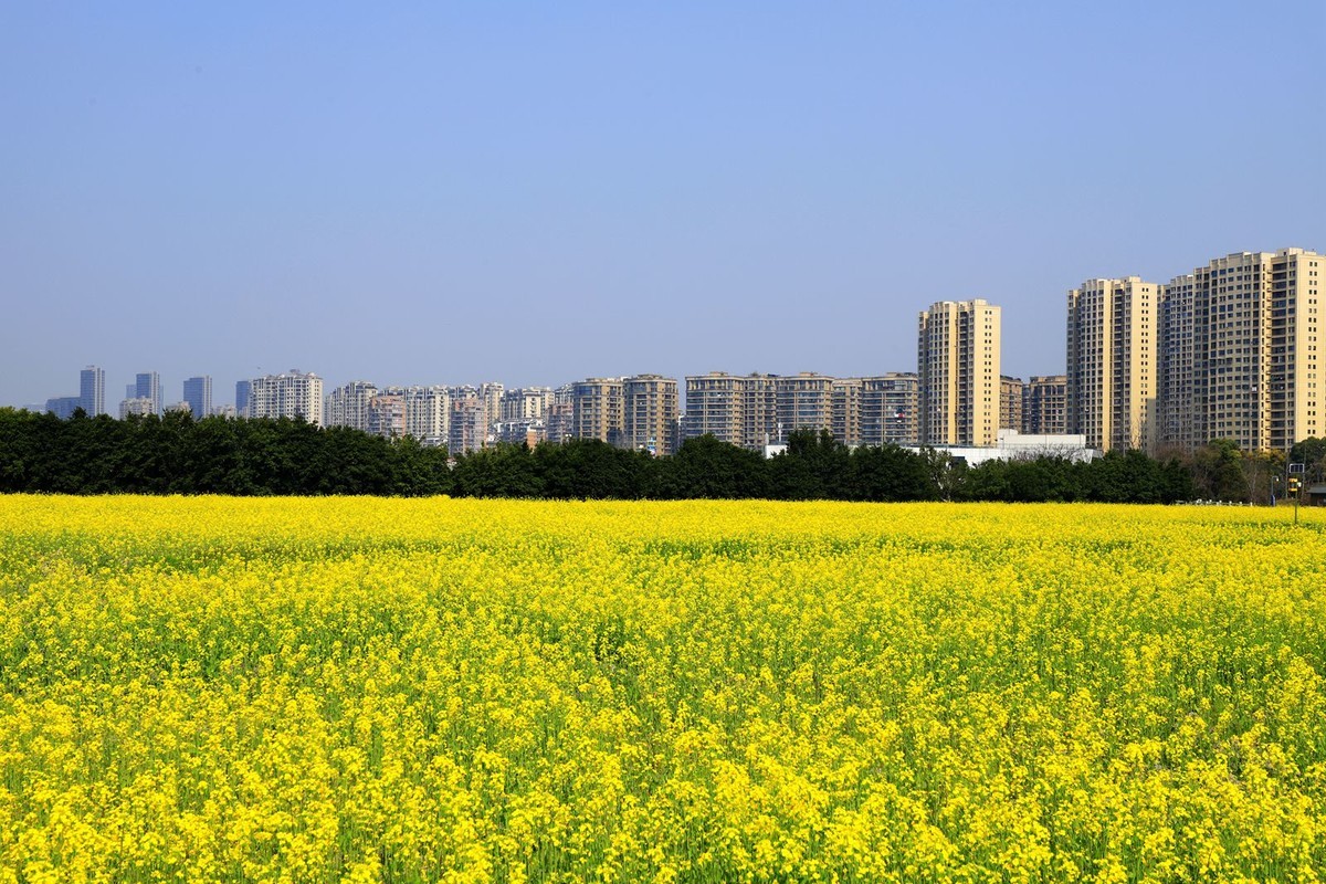 三垟湿地油菜花