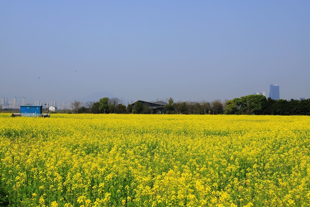 三垟湿地油菜花