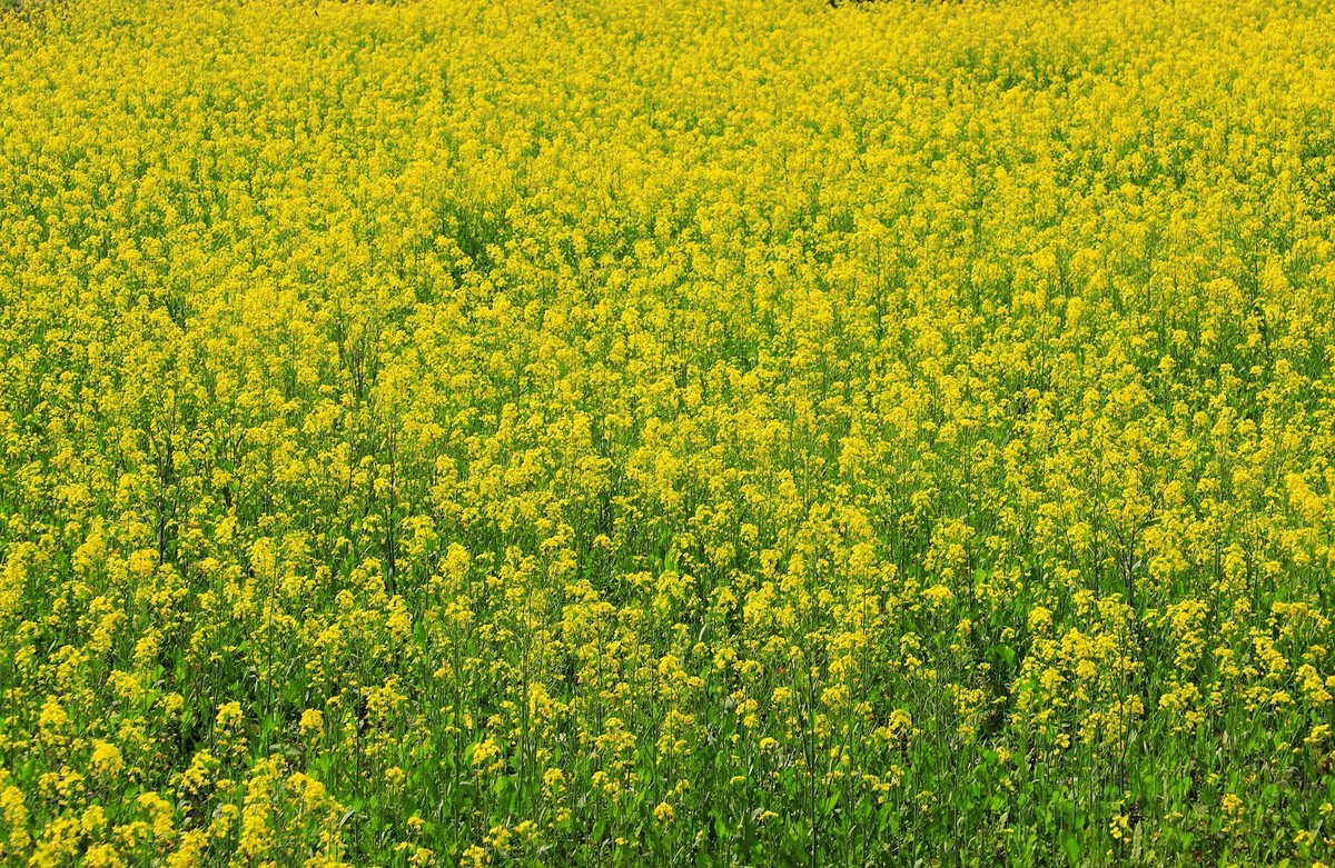 三垟湿地油菜花