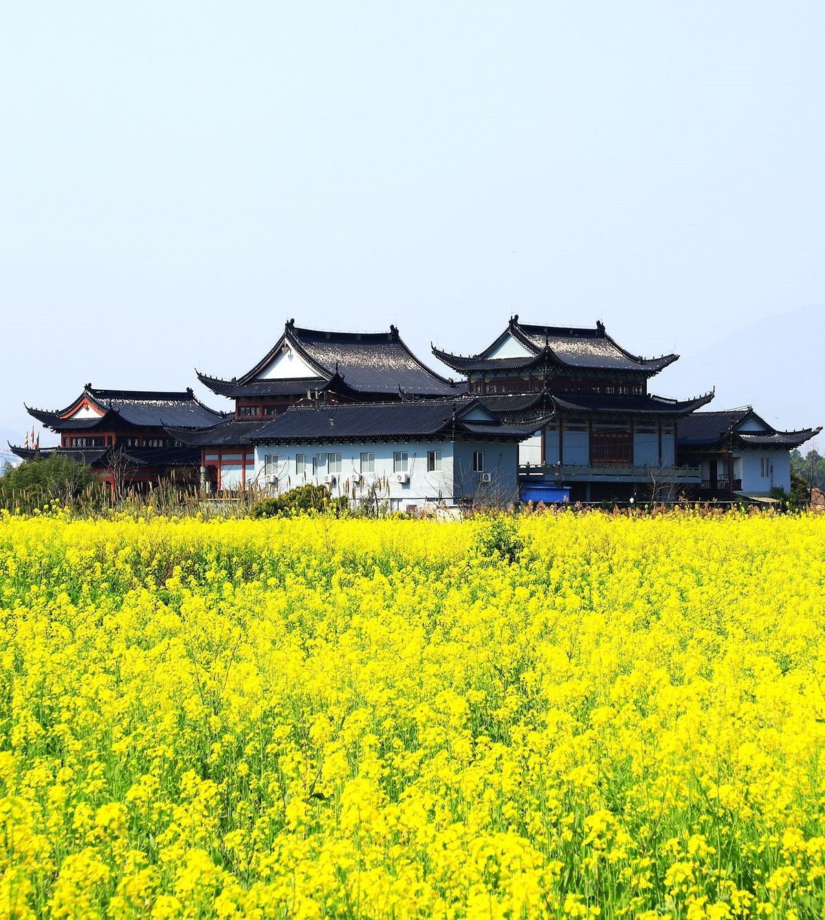 三垟湿地油菜花