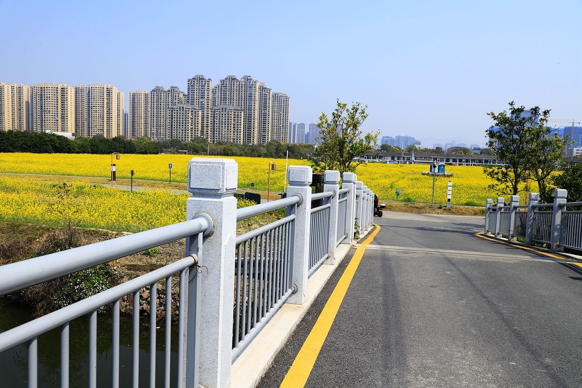 三垟湿地油菜花