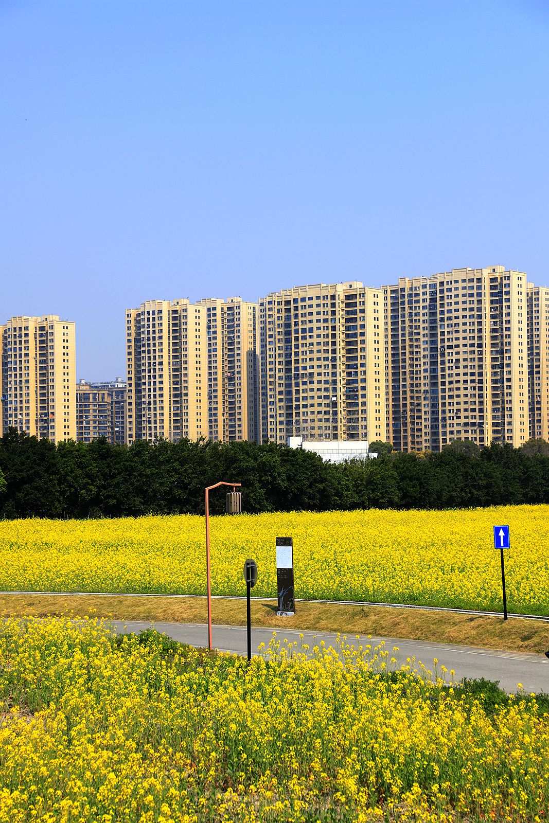三垟湿地油菜花