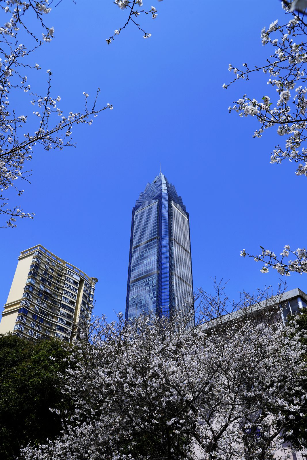 马鞍池公园樱花