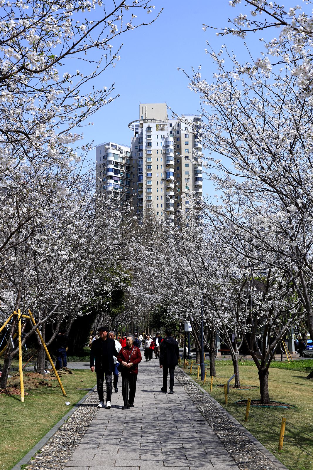 马鞍池公园樱花