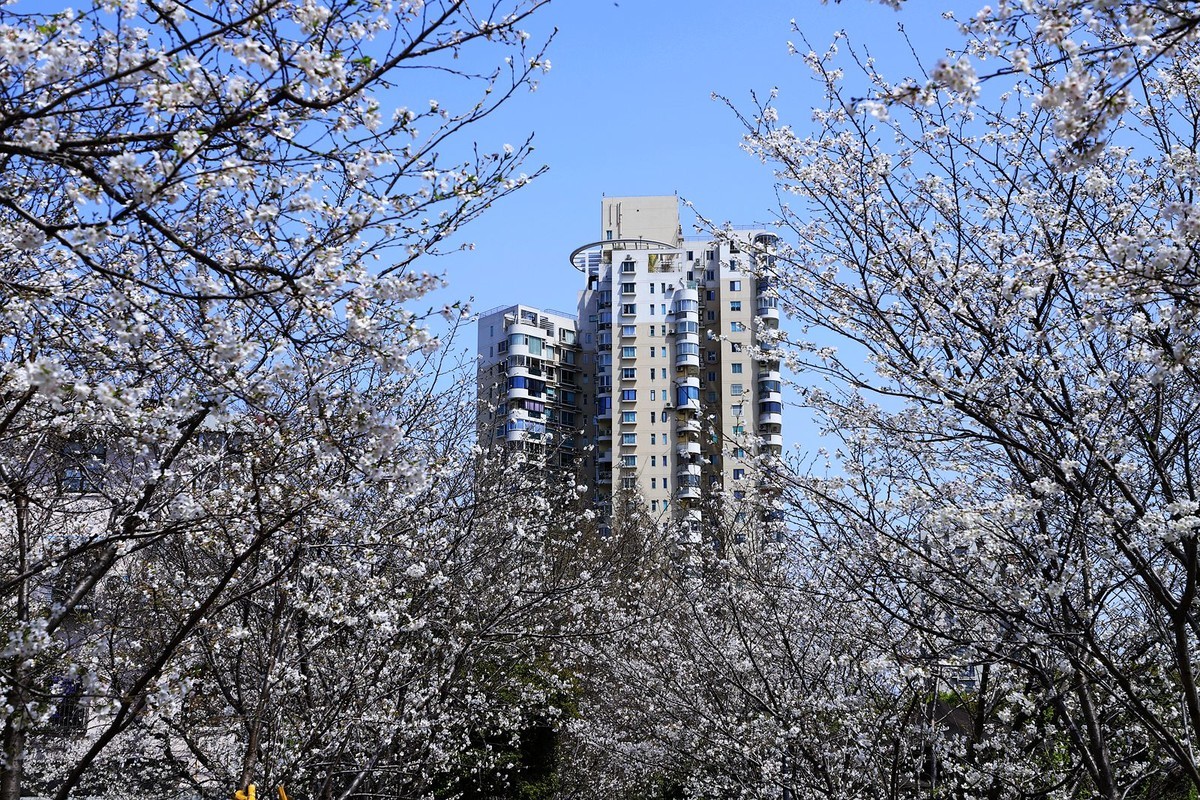 马鞍池公园樱花