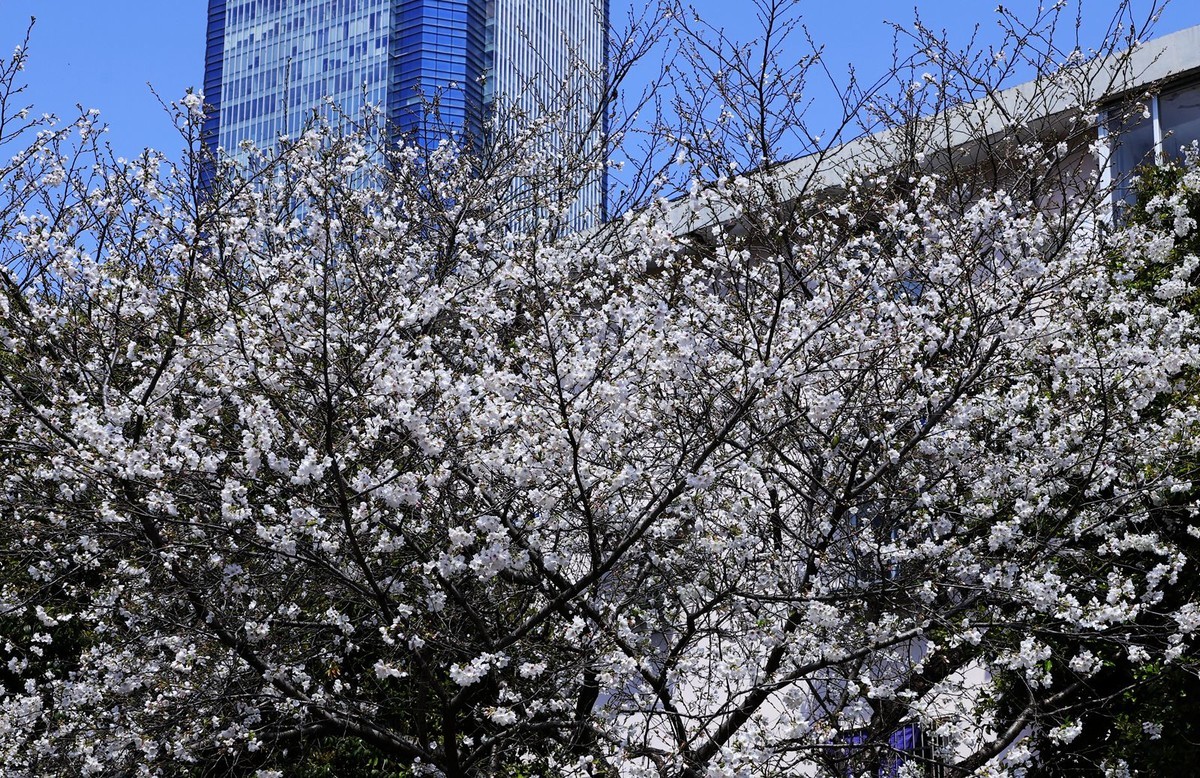 马鞍池公园樱花