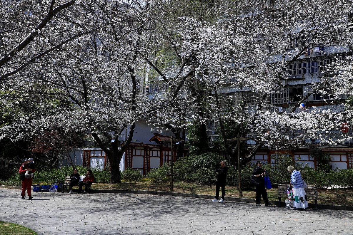 马鞍池公园樱花