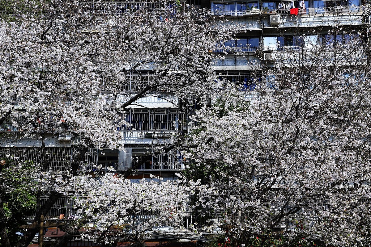 马鞍池公园樱花