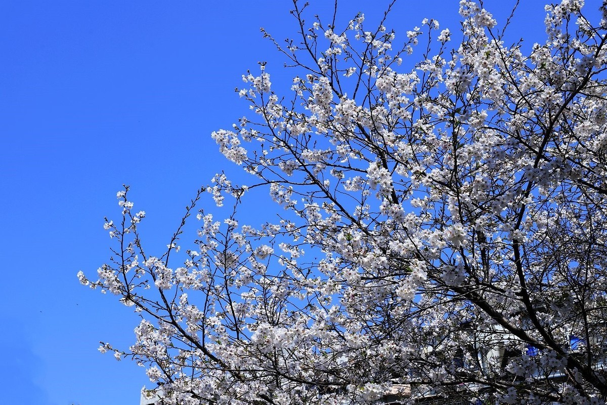 马鞍池公园樱花