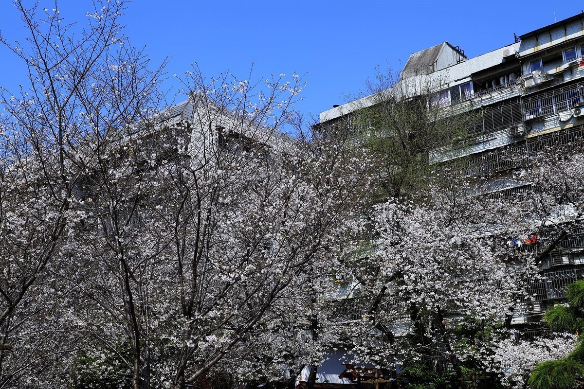 马鞍池公园樱花