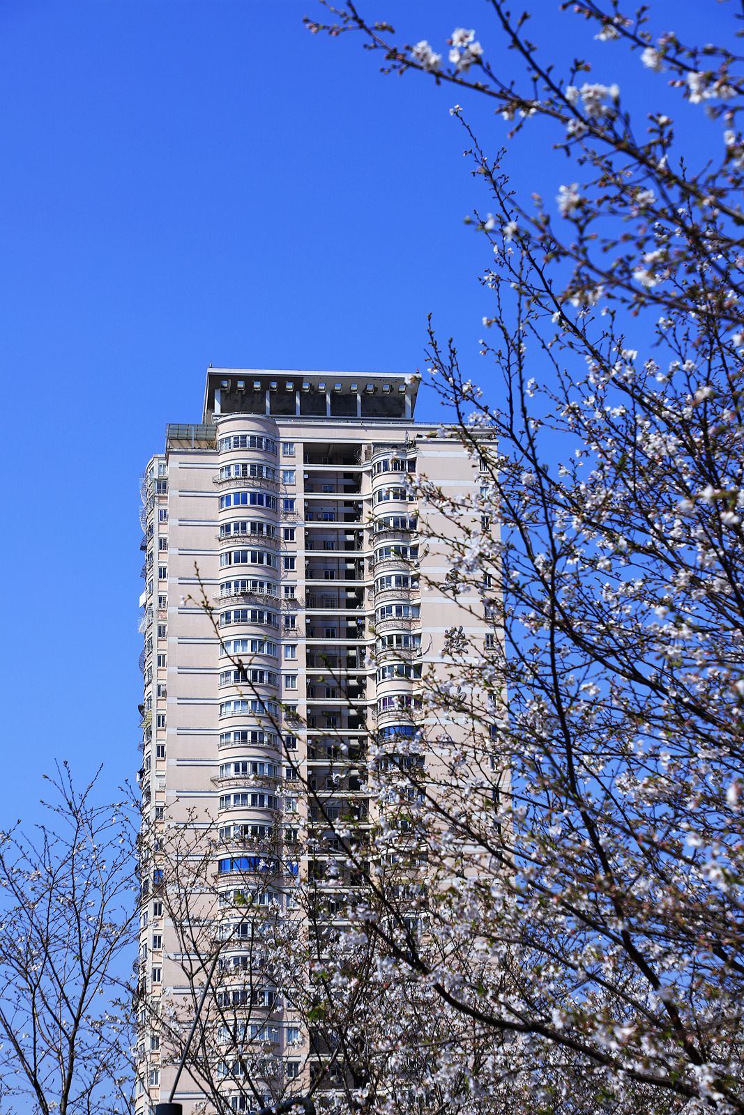 马鞍池公园樱花