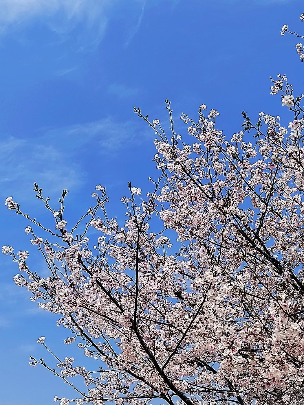 马鞍池公园樱花