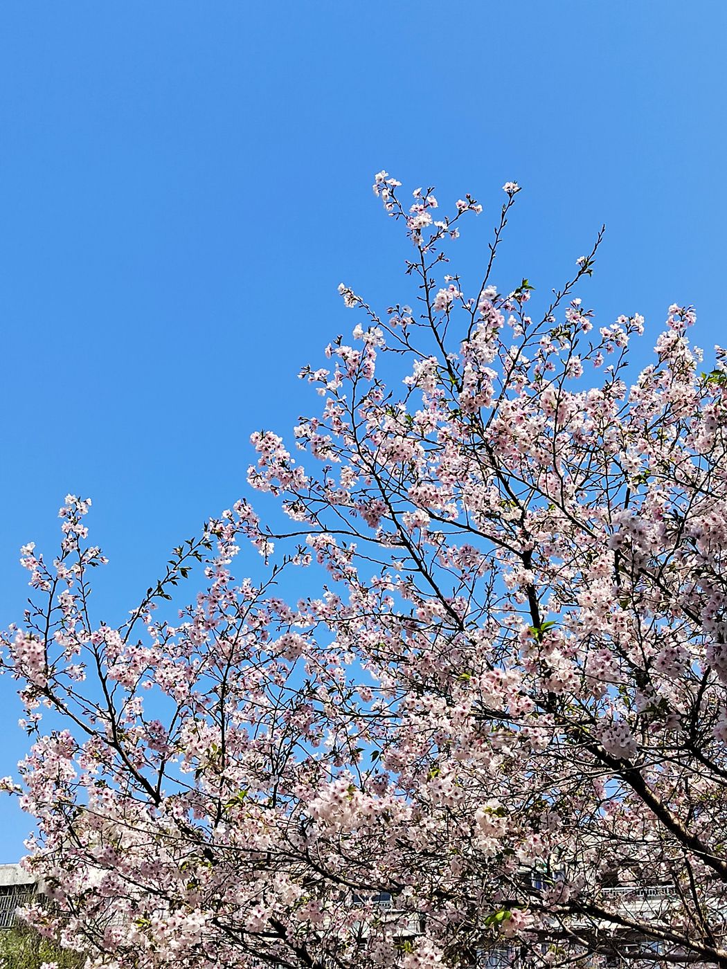 马鞍池公园樱花