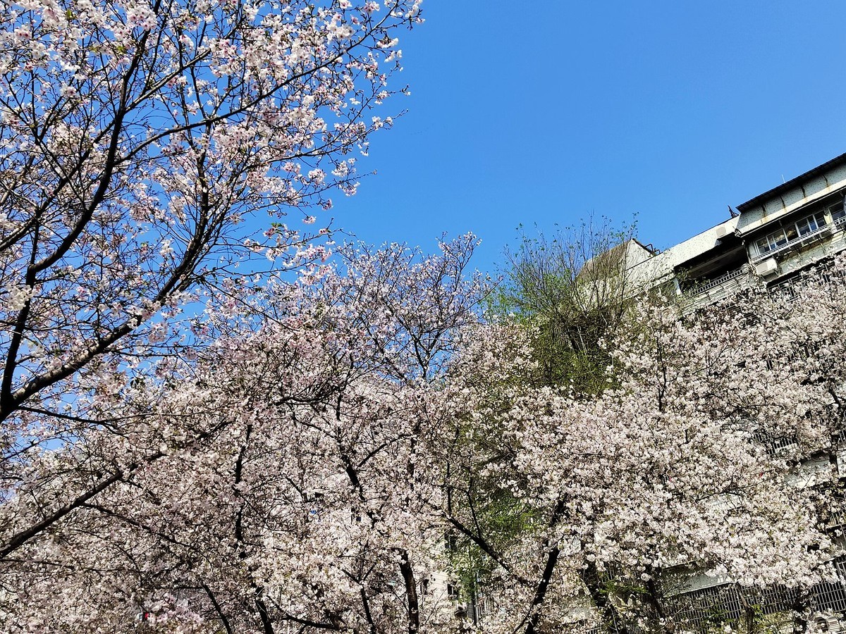 马鞍池公园樱花