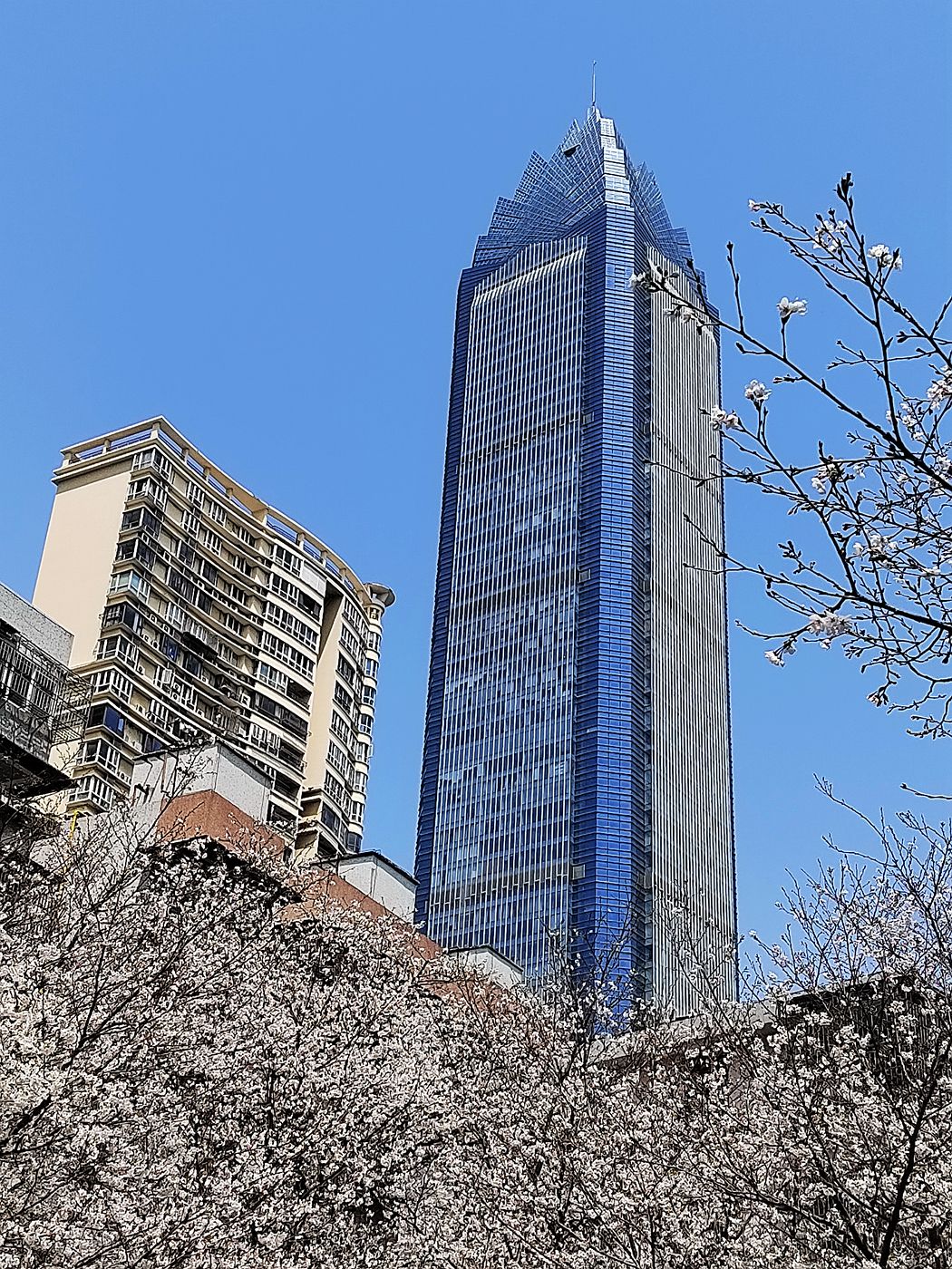 马鞍池公园樱花