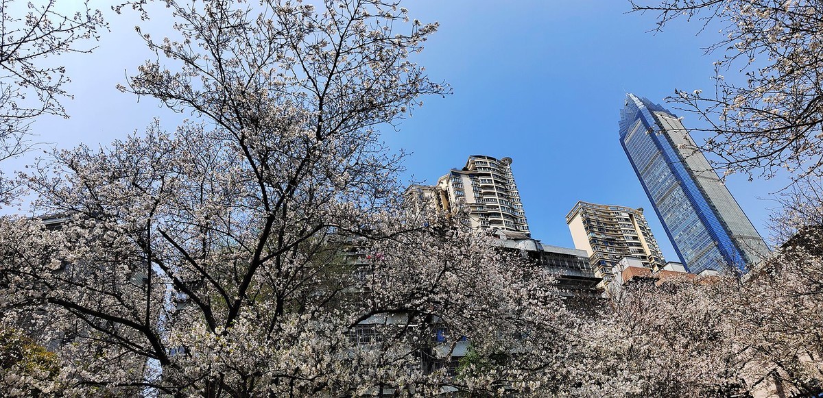 马鞍池公园樱花